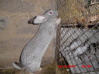 кролики породы Шиншила