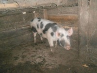 Продам свиню живою вагою 120 кг