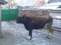 Рижо-ряба корова