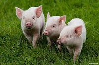 Осеменяю свиней м Ахтырка  не дорого