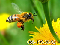 Пчёлы Карпатской породы: пчелиные плодные матки, пчелопакеты