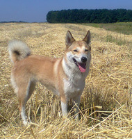 Продам щенки западно- сибирской лайки