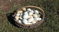Яйца гусиные инкубационные