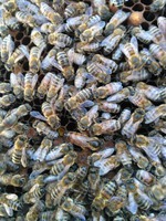 Пчёлы породы Карпатка.