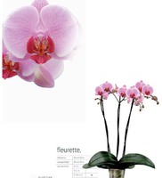 Орхидеи(фаленопсисы)