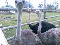 Продам сім'ю страусів 6 річного віку