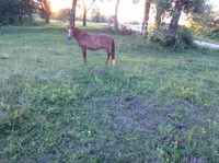 Кінь 17 років спокійний повільний. С. Бучина. 6,5 метр. Здоровий дуже хороший кінь