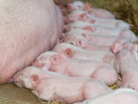 Корми Поросята Свині Свиноматки Свини Поросі БМВД Програма годівлі