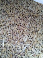 Продам ячмінь з пшеницею