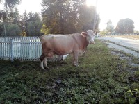 У селі Голубече продається  добра, спокійна і молочна корова з 5 отелами