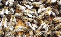 Куплю для себя пчел, надо 50 пчелопакетов. 4 рамки распл