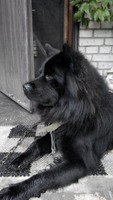 Потерялась собака, черный кобель,  район Веретеновки