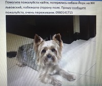 Пропала собака йорк на поле возле ЖК львовский