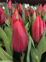 Тюльпаны оптом к 8 марта.