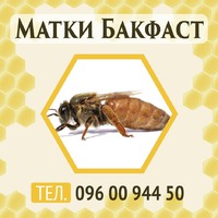 Продам Бджолині Матки породи Бакфаст