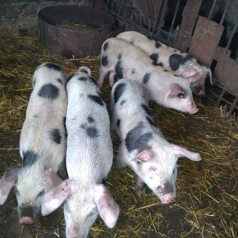 Продам свинку. Продажа свиней. Пьетрен. Маленькие поросята домашние сельскохозяйственные животные. Продажа поросят на рынке.