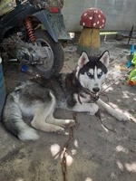 Знайдено собаку-сибірського хаскі