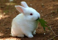Декоративний кролик з кліткою