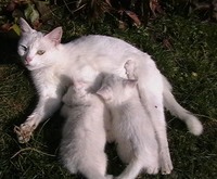 Продам білих кошенят породи турецька ангора