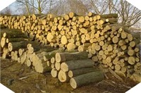 Здійснюємо реалізацію дров паливних 1 групи (твердолистяні)