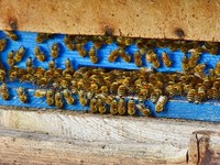 Бджоло-сімї, бджолина сім'я