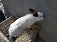 Продам кролів породи Бургундія, Полтавське срібло, Строкачі