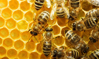 Бджолосім'ї та Бджолопакети
