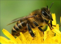 Продам бджолопакети Карпатка, ціна 1300 грн.
