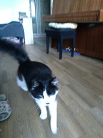 Найден кот чёрно-белый длинношёрстный