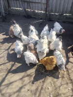 Продам Цыплят породы Брама