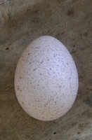 Продам инкубационное яйцо индюков