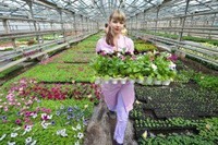 Робота в Нідерландах в теплицях  квіти -овочі упаковка тюльпани і троянди інші. Виїзд 2020