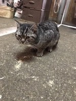 Найден кот