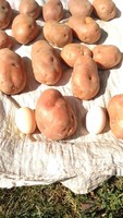 Продам домашню картоплю, сорти Белароза, Рів'єра, Роко, Бернадете.