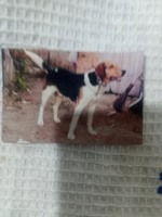 Пропала собака Буран