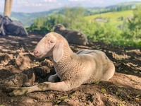 Продаються племінні вівці породи «Мериноландшаф»