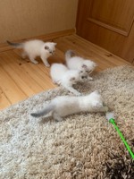 Шотланські  чистокровні кошенята в окрасі Лінкс Поінт