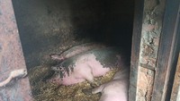 Домашні свинки після натуральних харчів