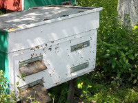 Пчелы, 4 семьи, возможно с ульями , 3-х рамочная медогонка