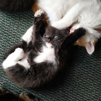Гарненький котик (хлопчик 2 місяці)