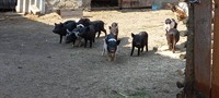 Продам свині Вєтнамці