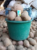Домашня картопля тайфун та белароза