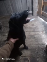 Найшлась собака чорний лабрадор