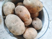 Продам картоплю домашню 5 грн