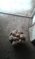 Продам картоплю велику домашню
