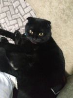 Пропав котик чорний віслоухий