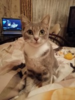 Потерялась кошка в городе Каменское