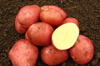 Продаєм домашню картоплю, вибрану, велику, бела роса, вирощена для себе, доставка