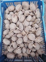 Продається насінева картопля