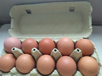 Яйца эко